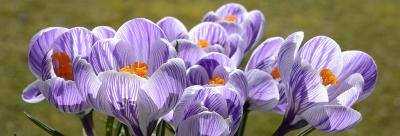 Flower Seed Starter Set