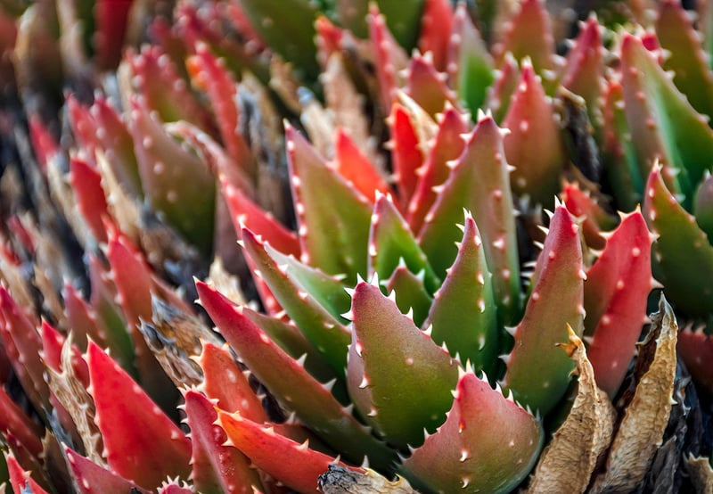 Succulent Starter Pack